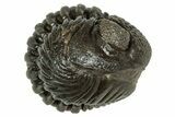 Wide, Enrolled Pedinopariops Trilobite - Excellent Eyes #347749-2